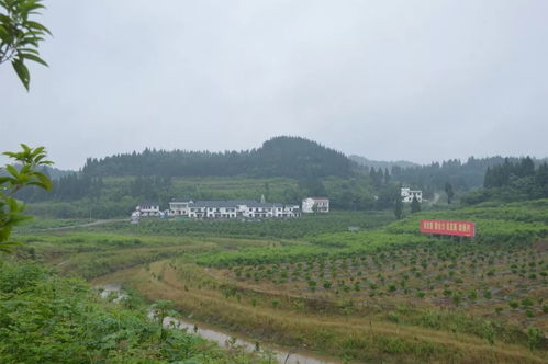 嘉陵乡村旅游精品线出炉，快来寻觅你的故乡记忆